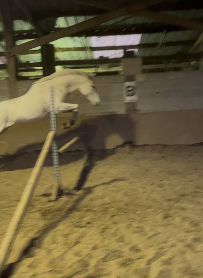 Mare Thoroughbred For sale 2014 Grey