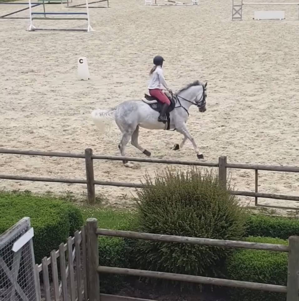 Mare Thoroughbred For sale 2014 Grey