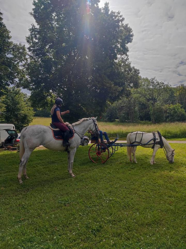 Mare Thoroughbred For sale 2014 Grey