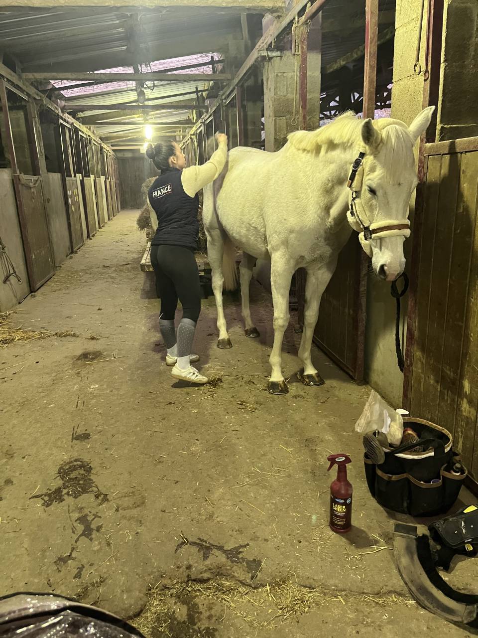 Mare Thoroughbred For sale 2014 Grey