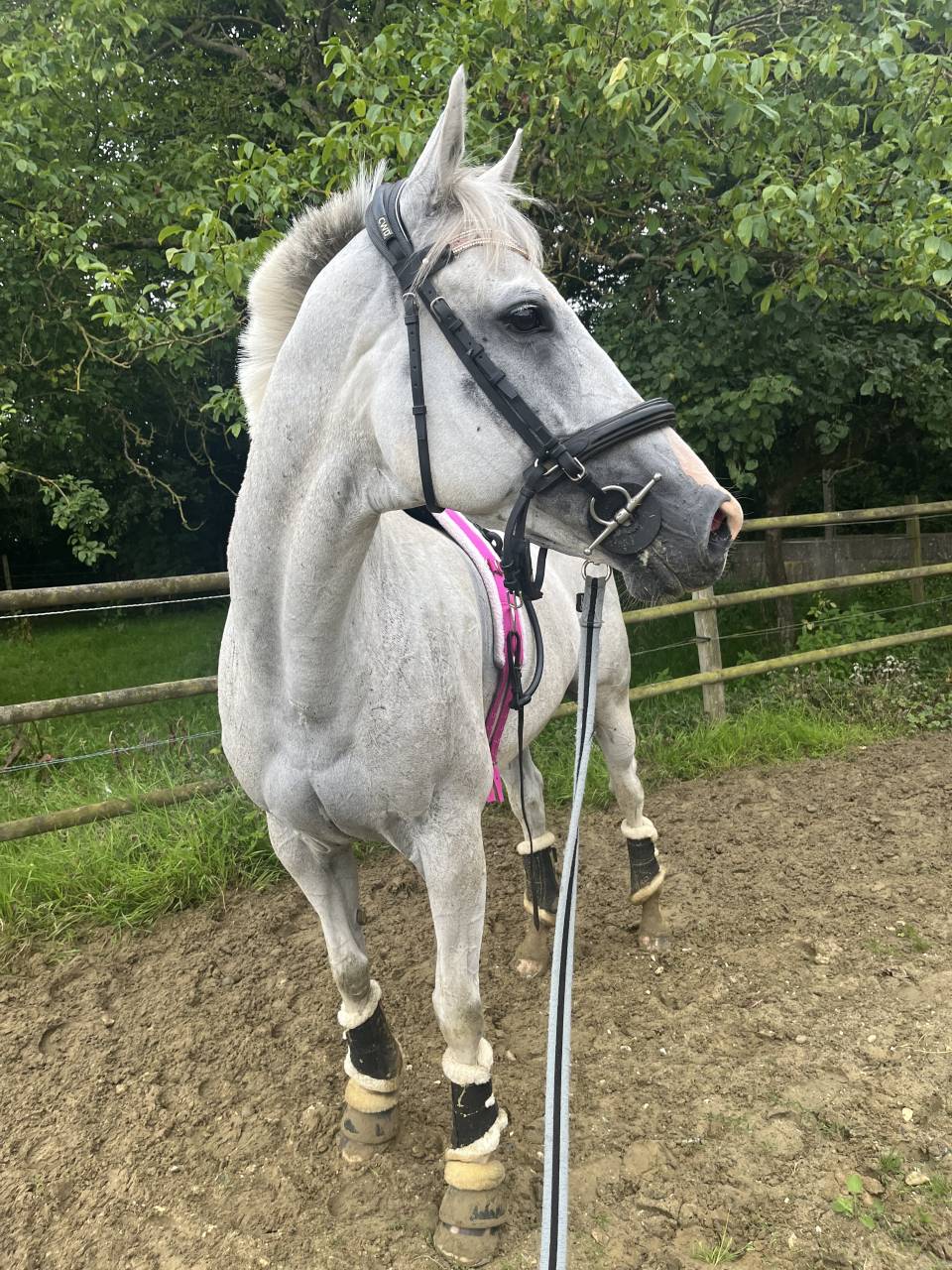 Mare Thoroughbred For sale 2014 Grey