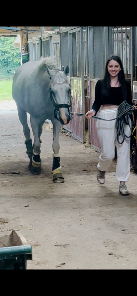 Mare Thoroughbred For sale 2014 Grey