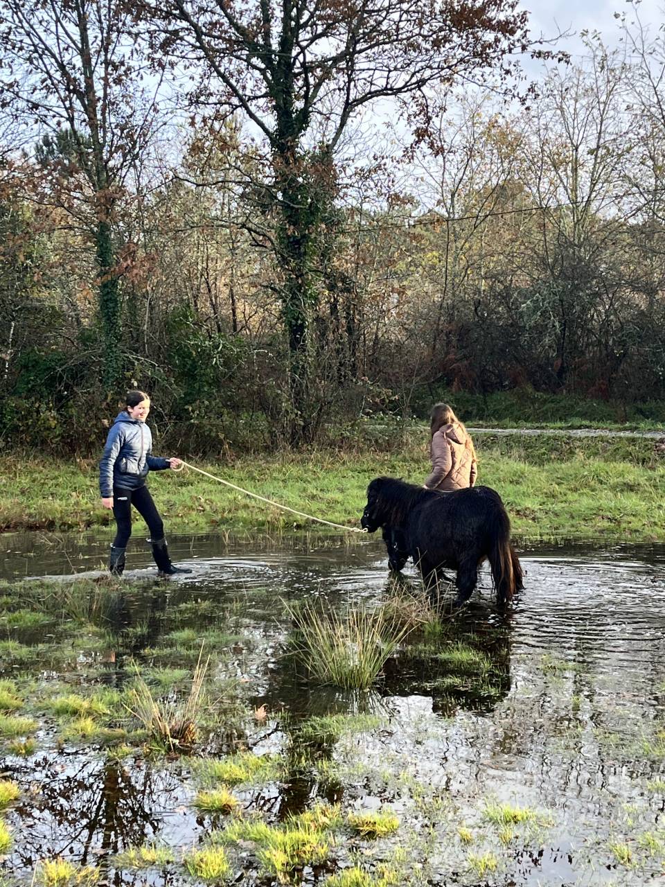 Filly Shetland Pony For sale 2023 Dark Bay