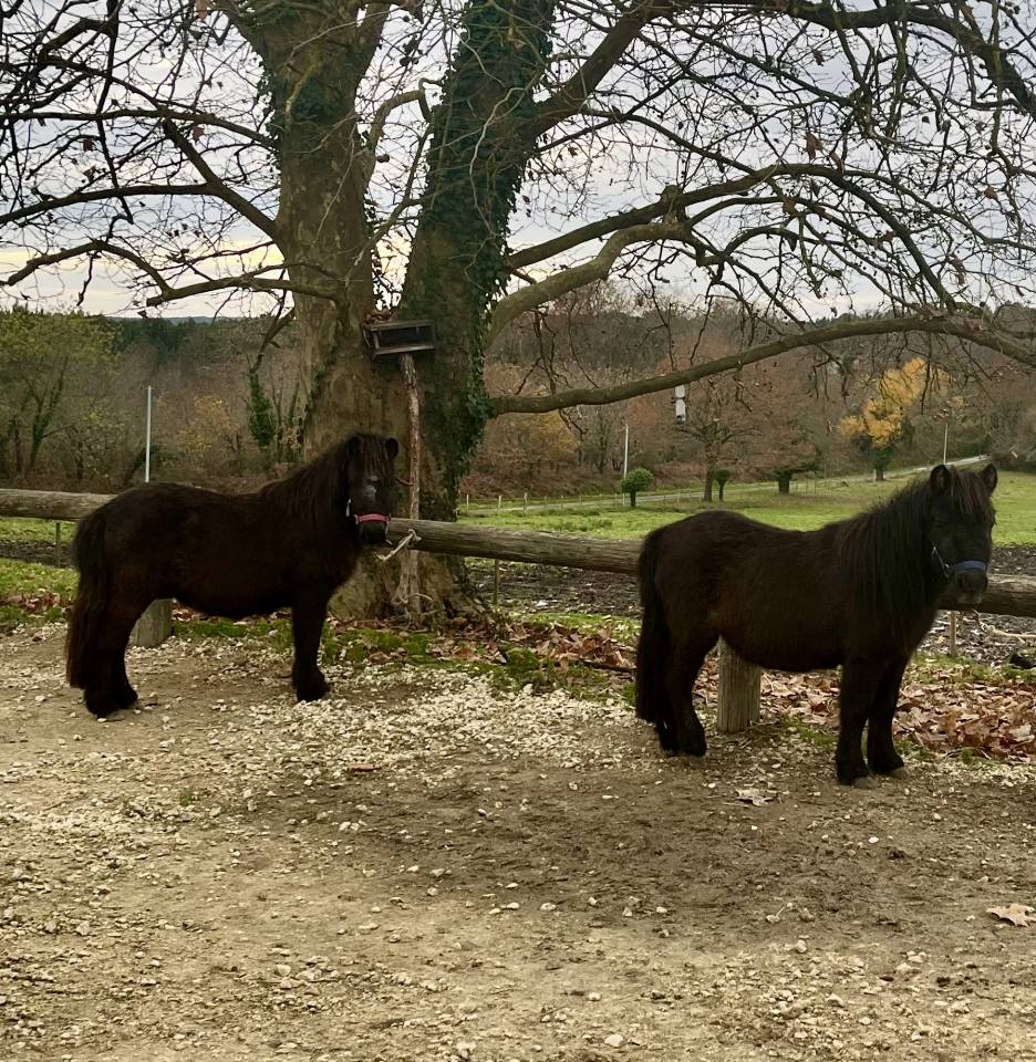 Filly Shetland Pony For sale 2023 Dark Bay