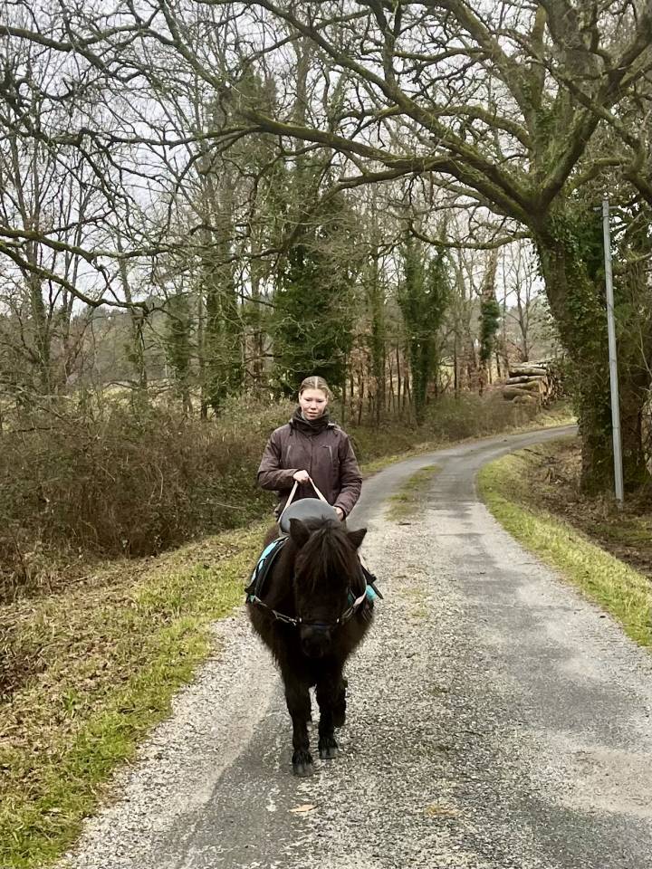 Filly Shetland Pony For sale 2023 Dark Bay