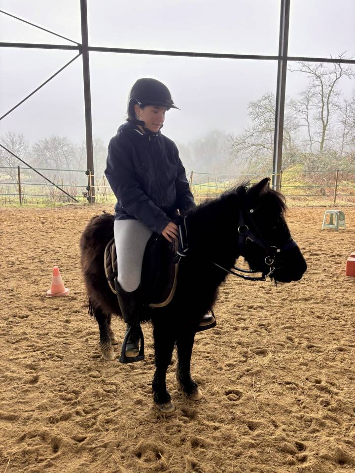 Filly Shetland Pony For sale 2023 Dark Bay