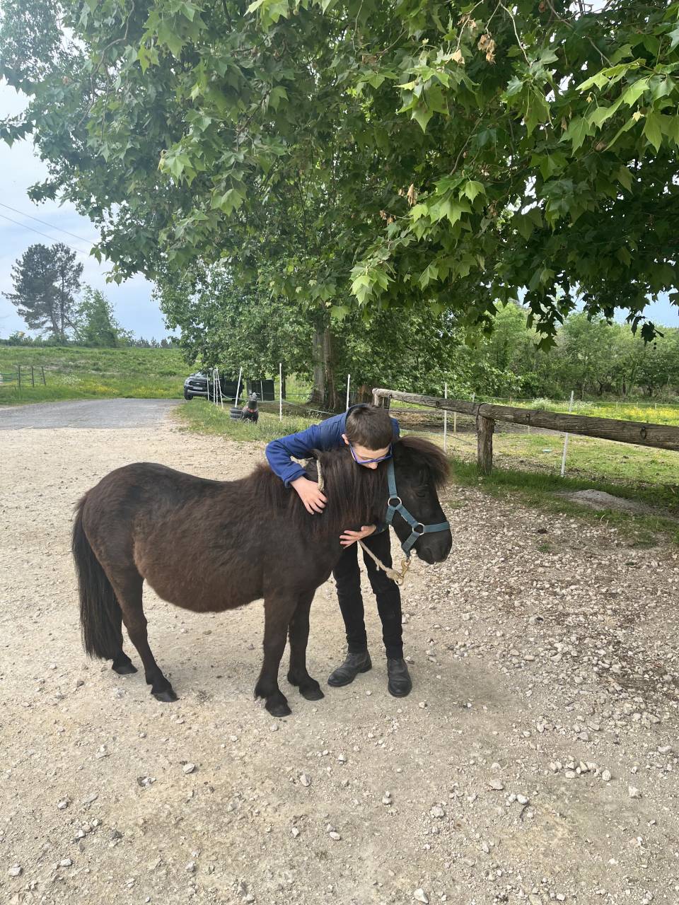 Filly Shetland Pony For sale 2023 Dark Bay