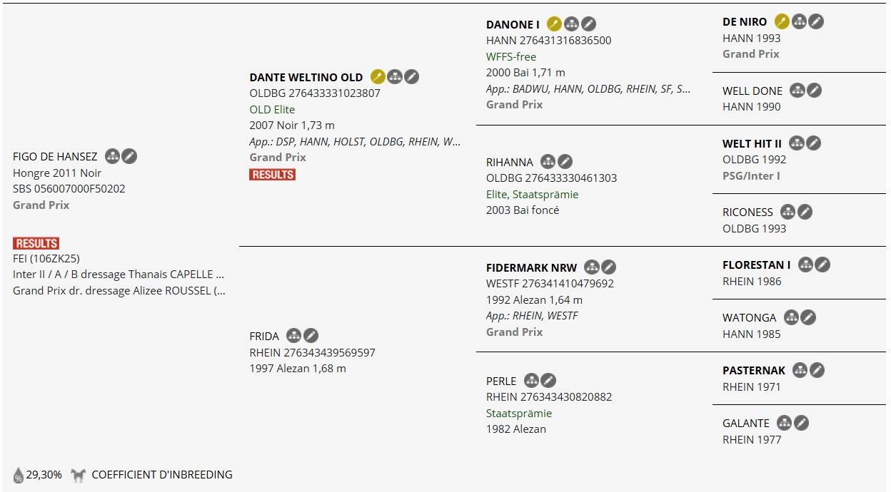 Entire AES Anglo European Studbook For sale 2023 Dark Bay