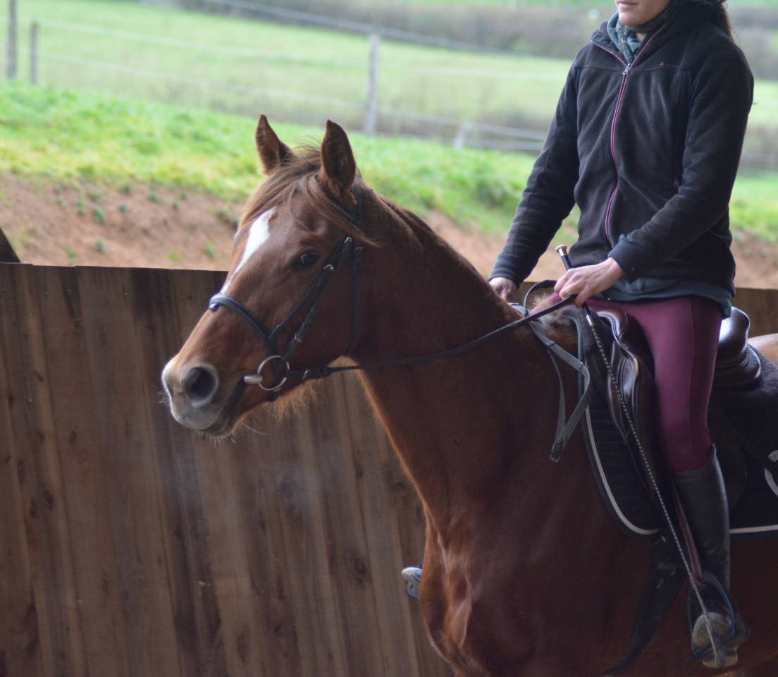 Mare English Thoroughbred For sale 2021 Chesnut