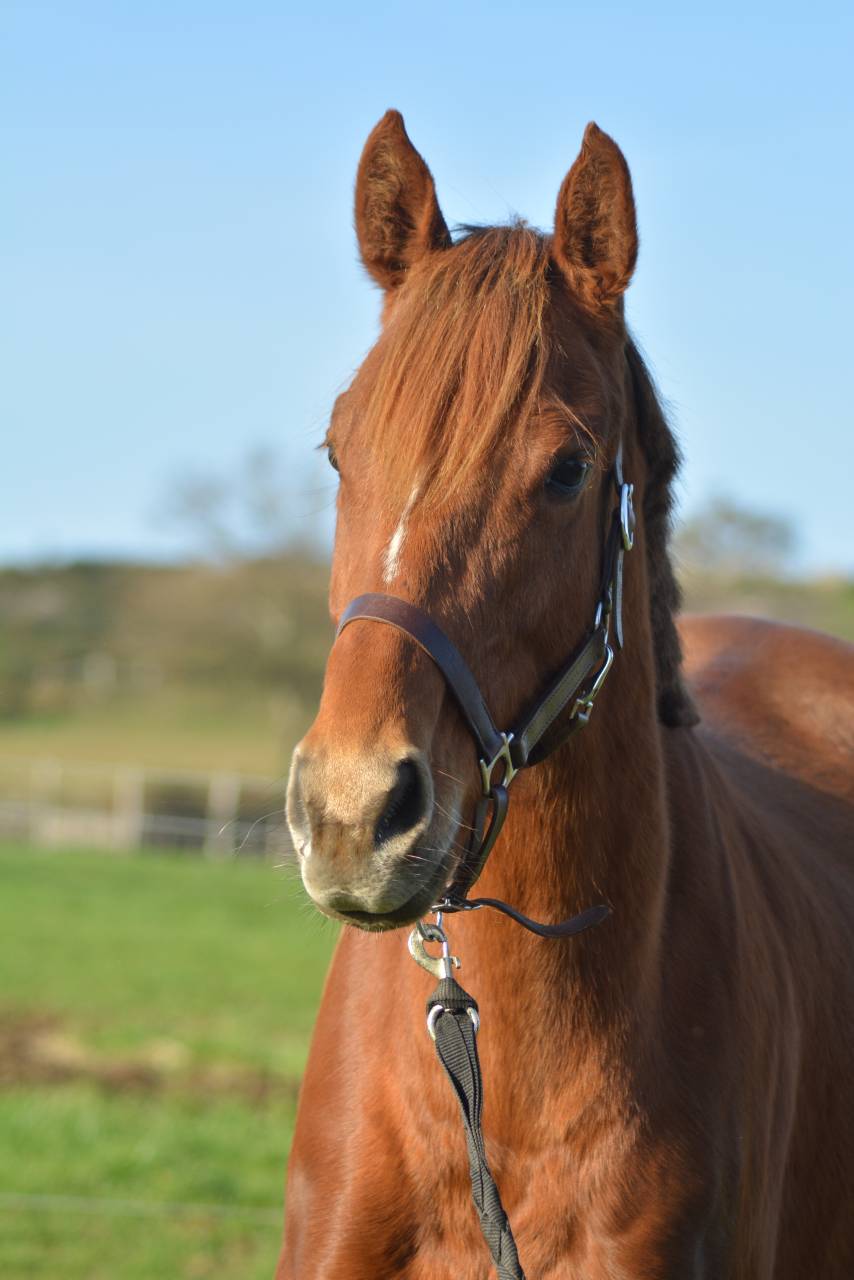 Mare English Thoroughbred For sale 2021 Chesnut