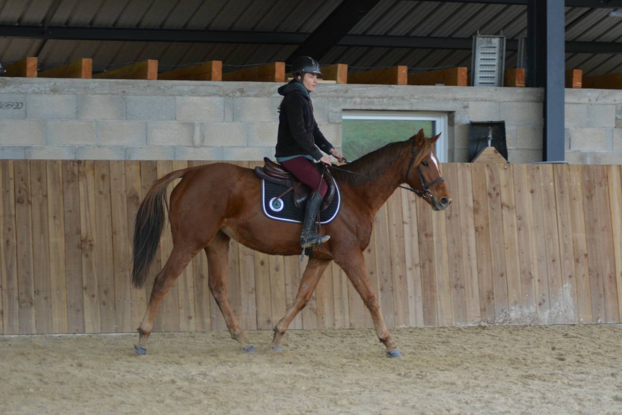 Mare English Thoroughbred For sale 2021 Chesnut