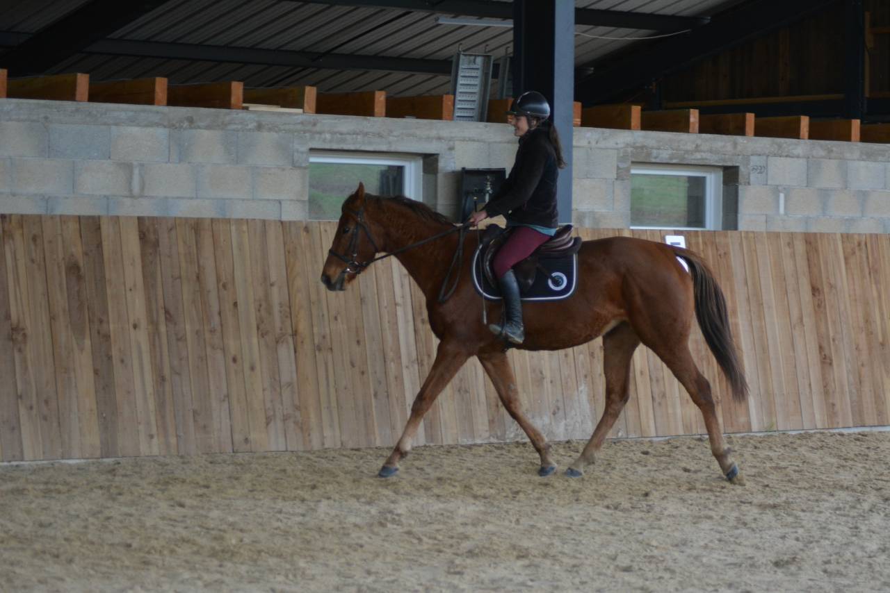 Mare English Thoroughbred For sale 2021 Chesnut