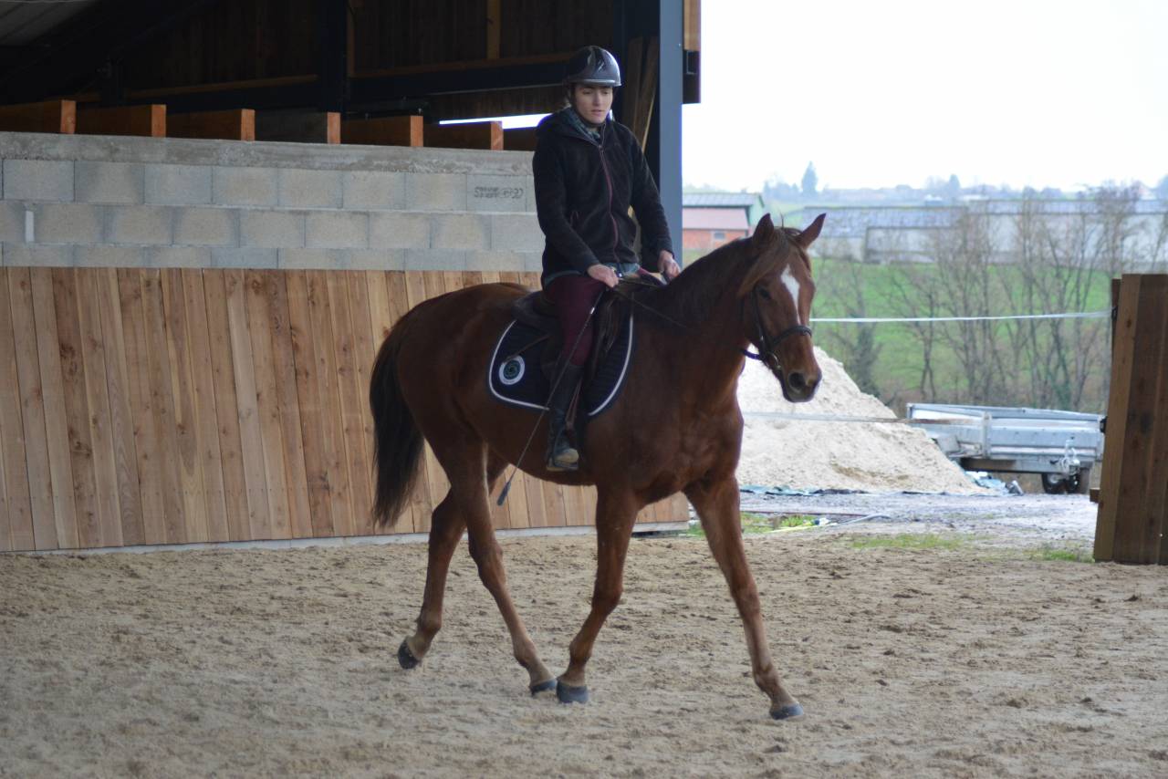 Mare English Thoroughbred For sale 2021 Chesnut