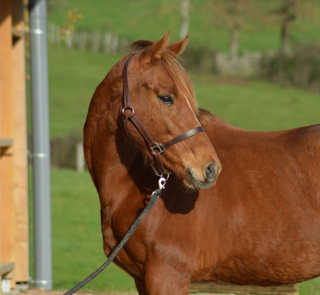 Mare English Thoroughbred For sale 2021 Chesnut