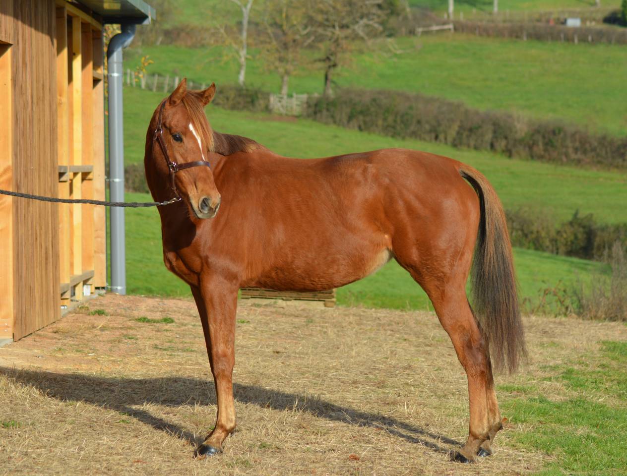 Mare English Thoroughbred For sale 2021 Chesnut