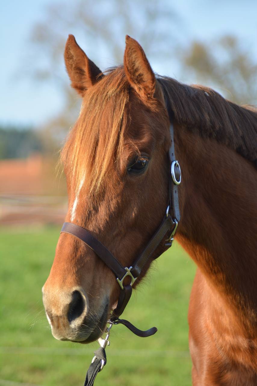 Mare English Thoroughbred For sale 2021 Chesnut