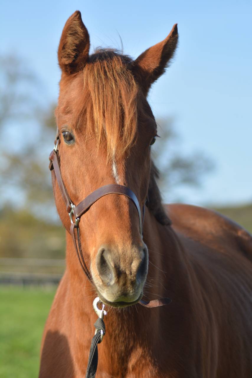 Mare English Thoroughbred For sale 2021 Chesnut