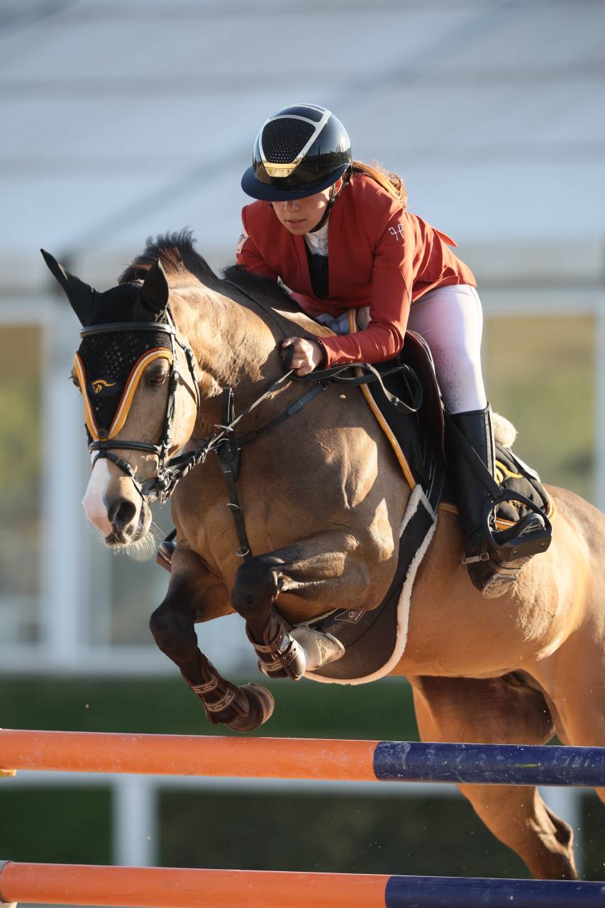 Mare French Saddle Pony For sale 2014 Bay