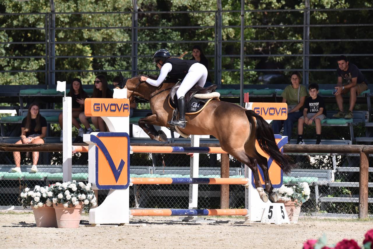 Mare French Saddle Pony For sale 2014 Bay