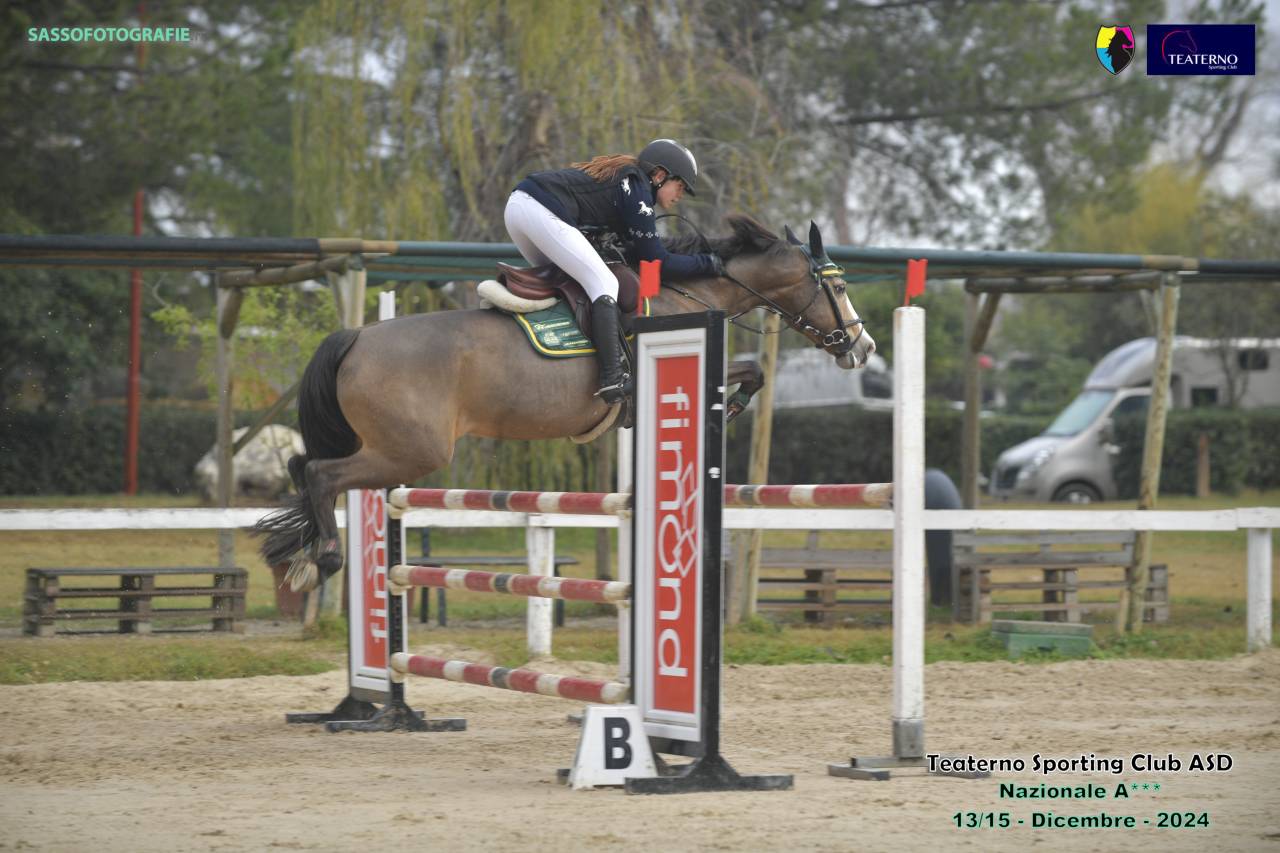 Mare French Saddle Pony For sale 2014 Bay