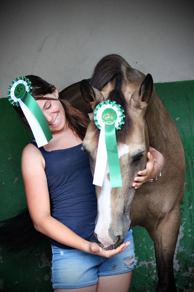 Mare French Saddle Pony For sale 2014 Bay