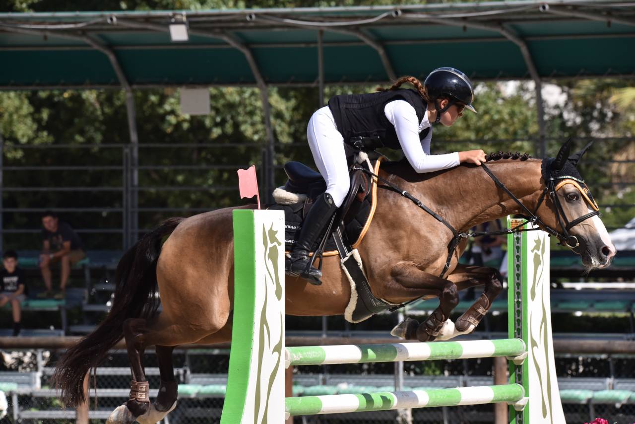 Mare French Saddle Pony For sale 2014 Bay