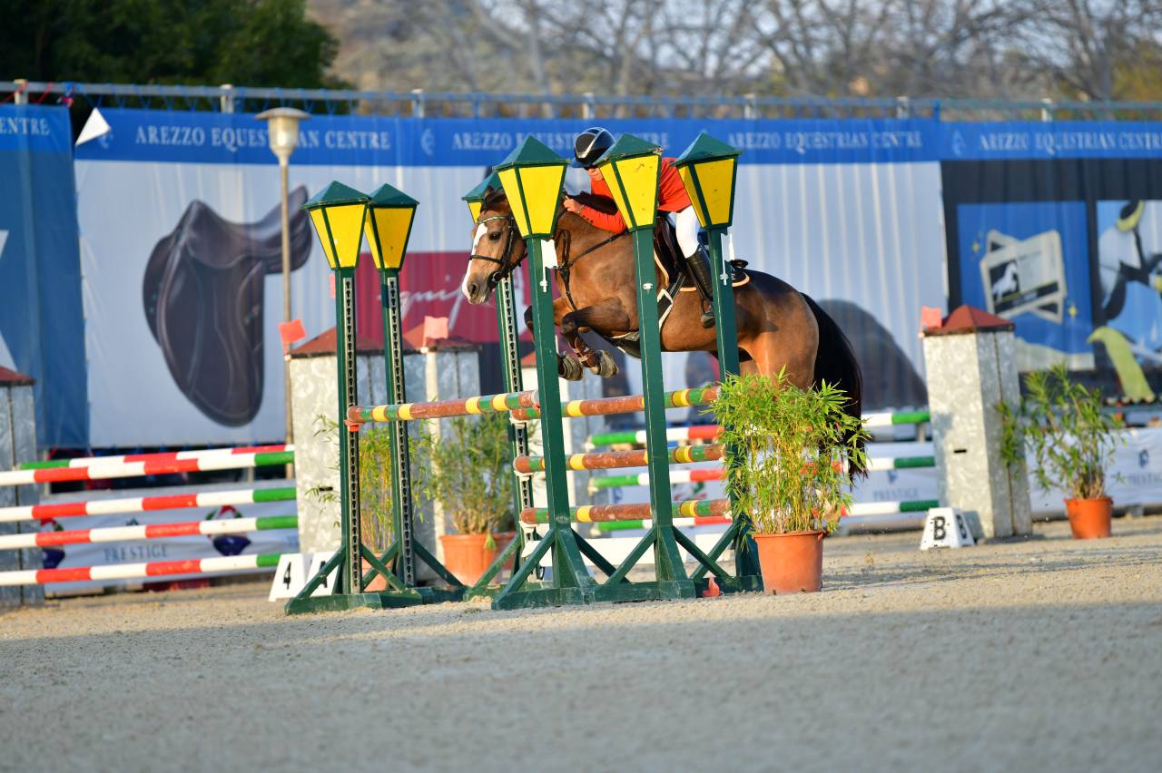 Mare French Saddle Pony For sale 2014 Bay