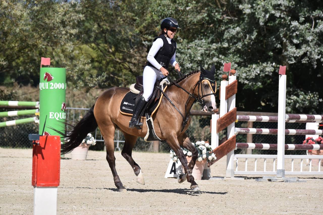 Mare French Saddle Pony For sale 2014 Bay