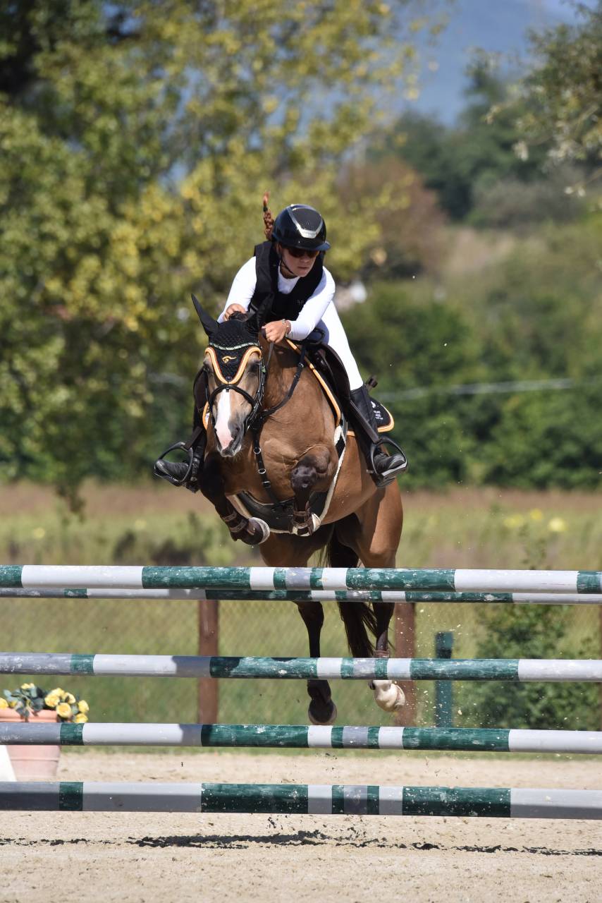 Mare French Saddle Pony For sale 2014 Bay