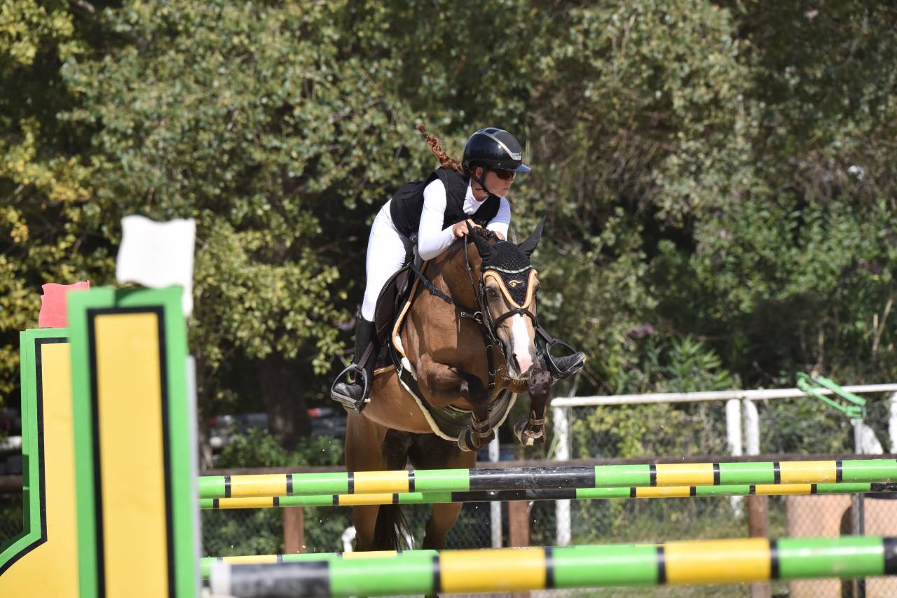 Mare French Saddle Pony For sale 2014 Bay