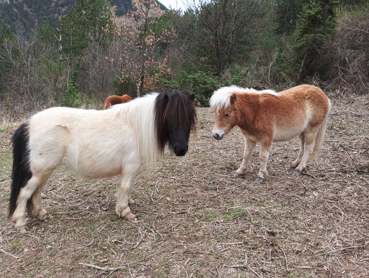 Gelding Shetland Pony For sale 2024 Chesnut