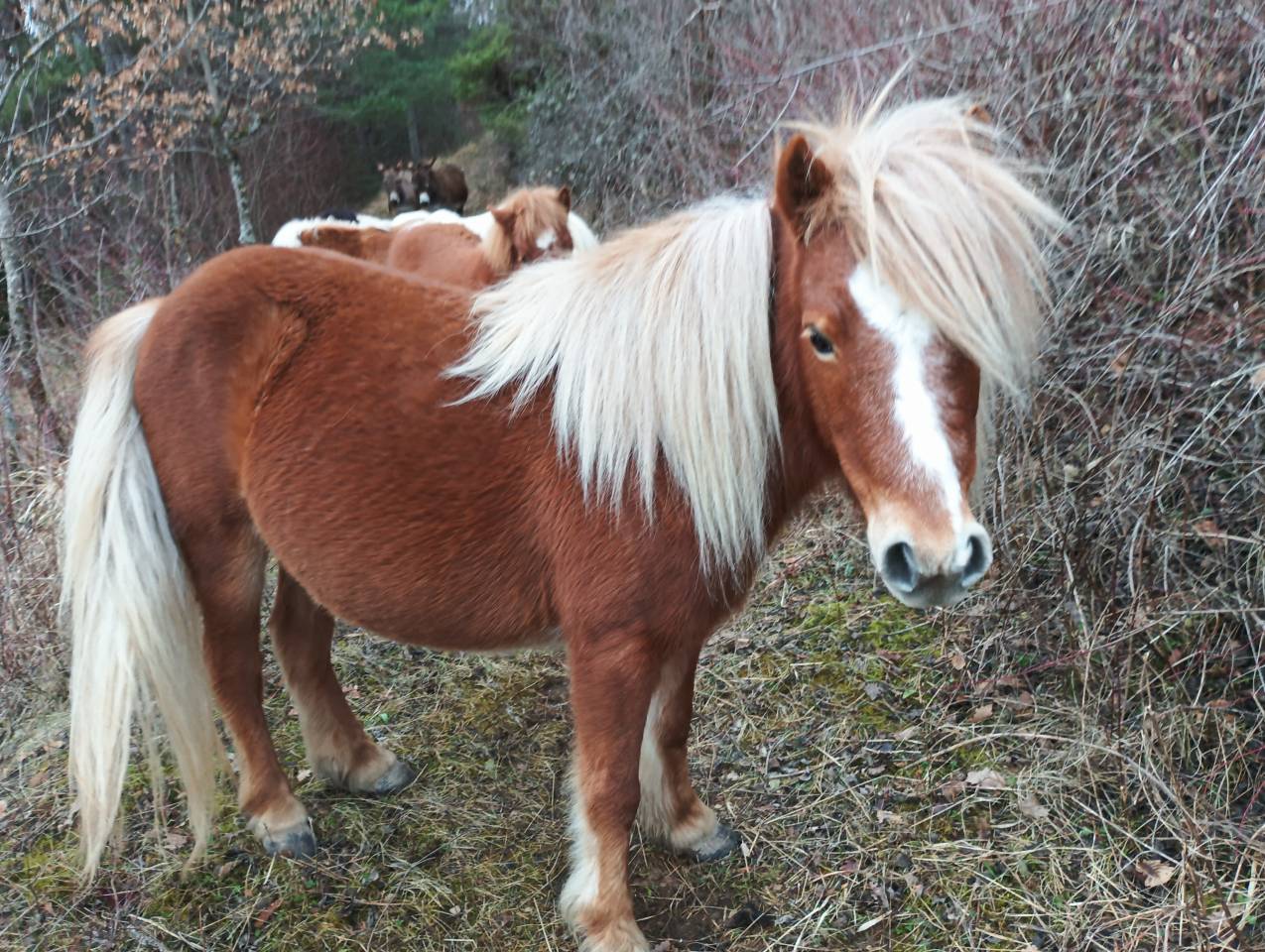 Gelding Shetland Pony For sale 2024 Chesnut
