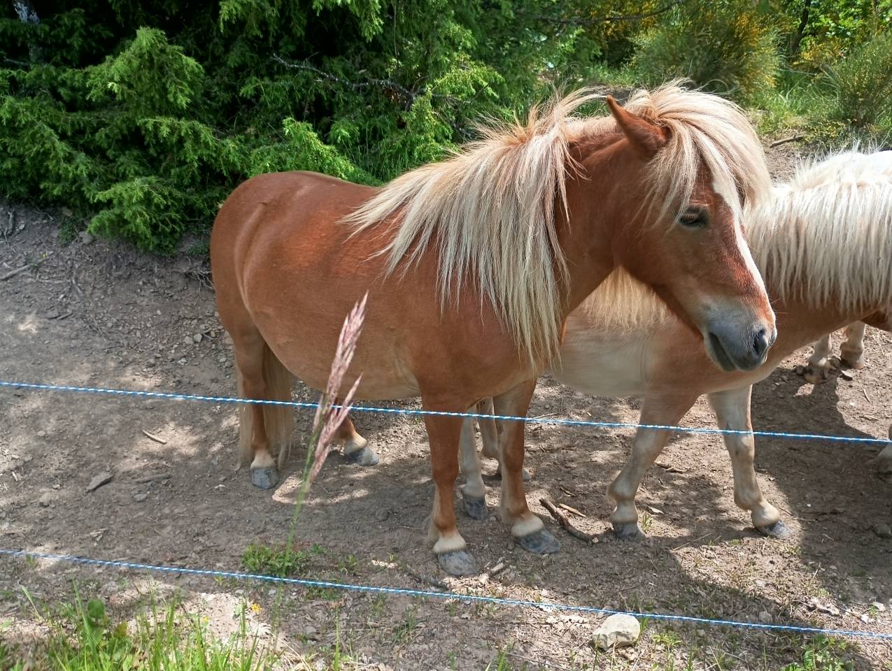 Gelding Shetland Pony For sale 2024 Chesnut
