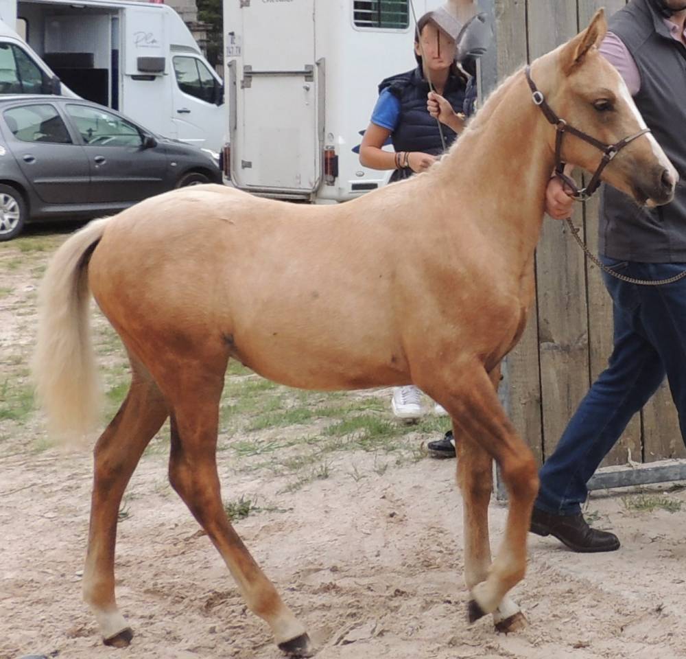 Entire Welsh Part Bred For sale 2025 Palomino