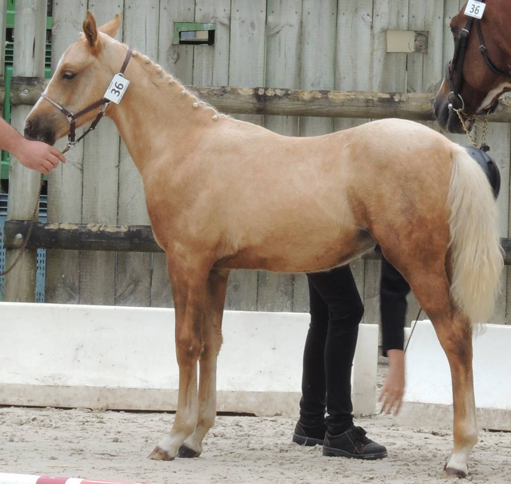 Entire Welsh Part Bred For sale 2025 Palomino
