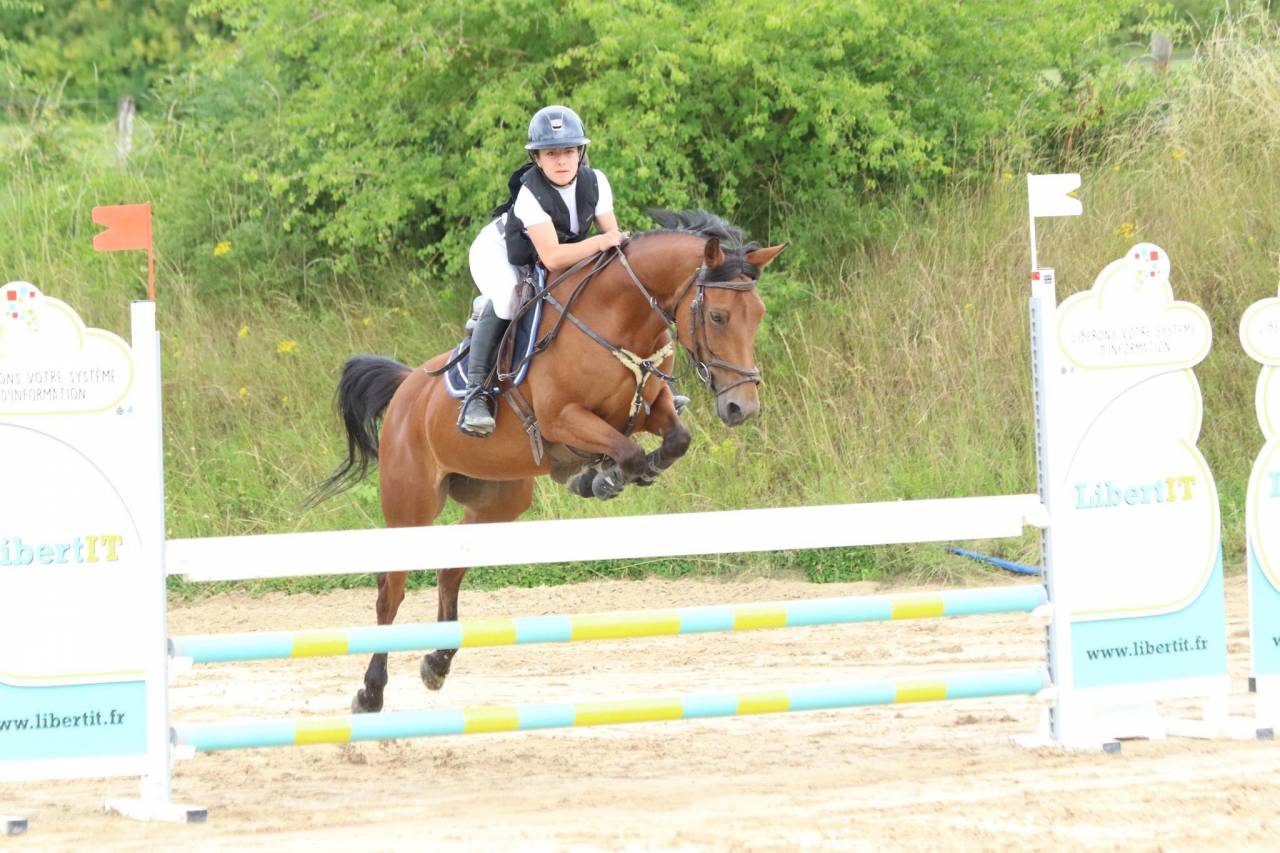 Mare French Saddle Pony For loan 2007 Bay