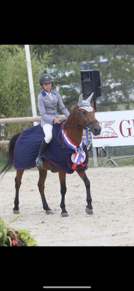 Mare French Saddle Pony For loan 2007 Bay