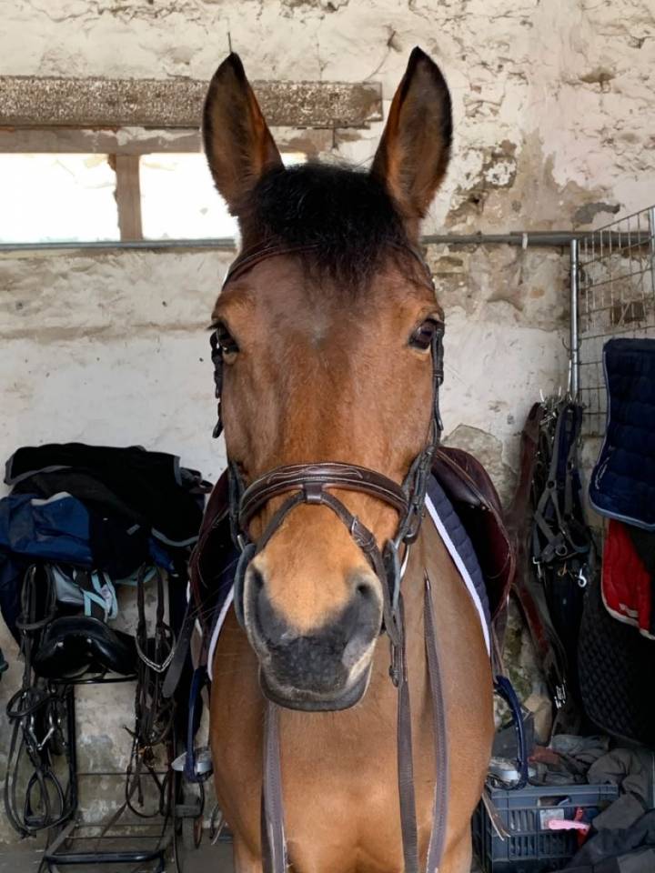 Mare French Saddle Pony For loan 2007 Bay