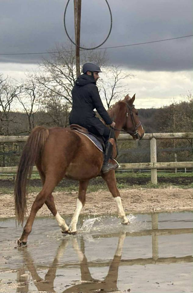 Gelding Selle Français For sale 2021 Chesnut