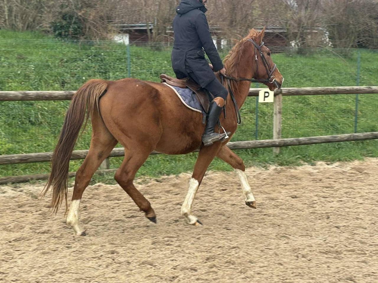 Gelding Selle Français For sale 2021 Chesnut