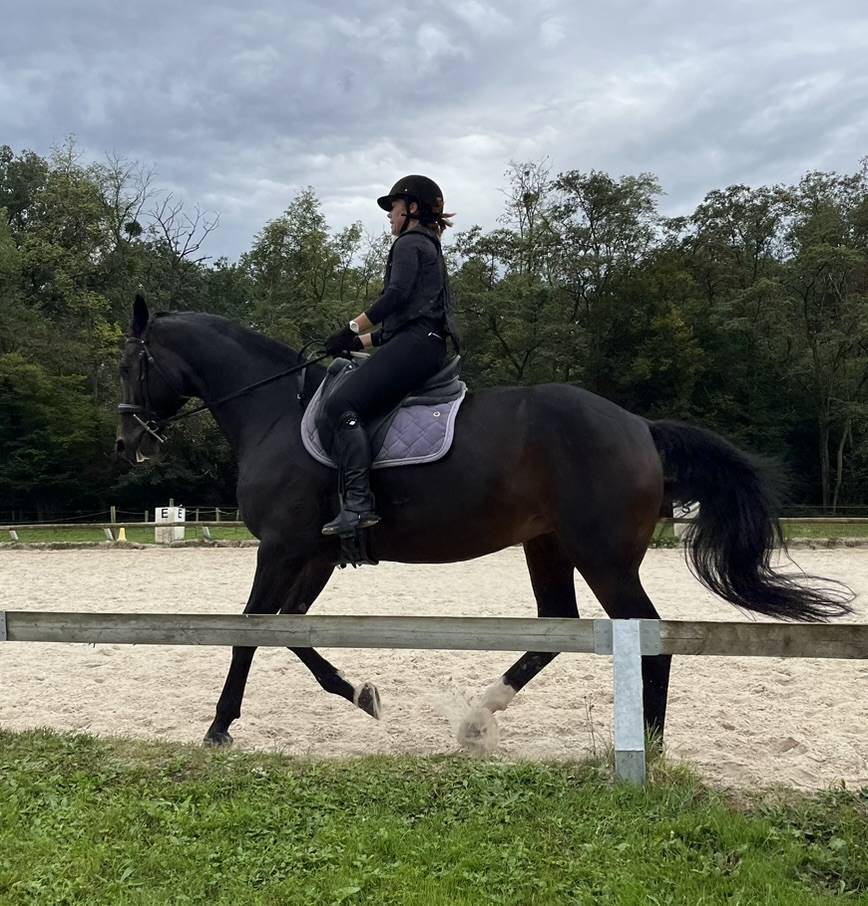 Mare Selle Français For sale 2016 Dark Bay