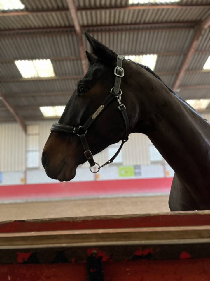 Mare Selle Français For sale 2016 Dark Bay