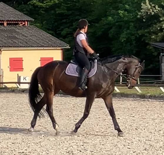 Mare Selle Français For sale 2016 Dark Bay