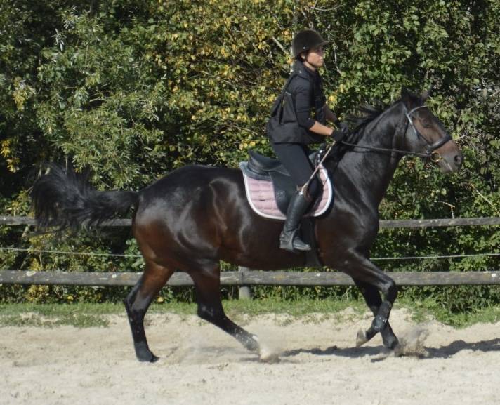 Mare Selle Français For sale 2016 Dark Bay