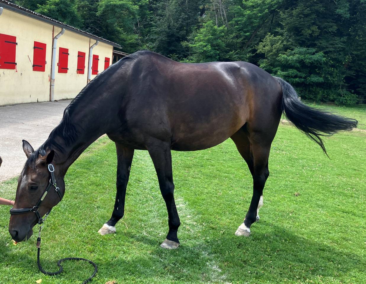 Mare Selle Français For sale 2016 Dark Bay