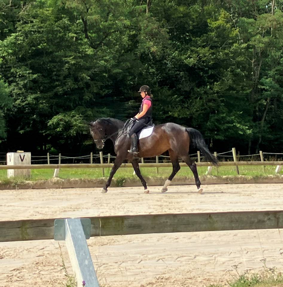 Mare Selle Français For sale 2016 Dark Bay