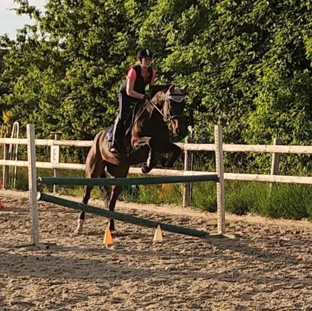 Mare Selle Français For sale 2016 Dark Bay