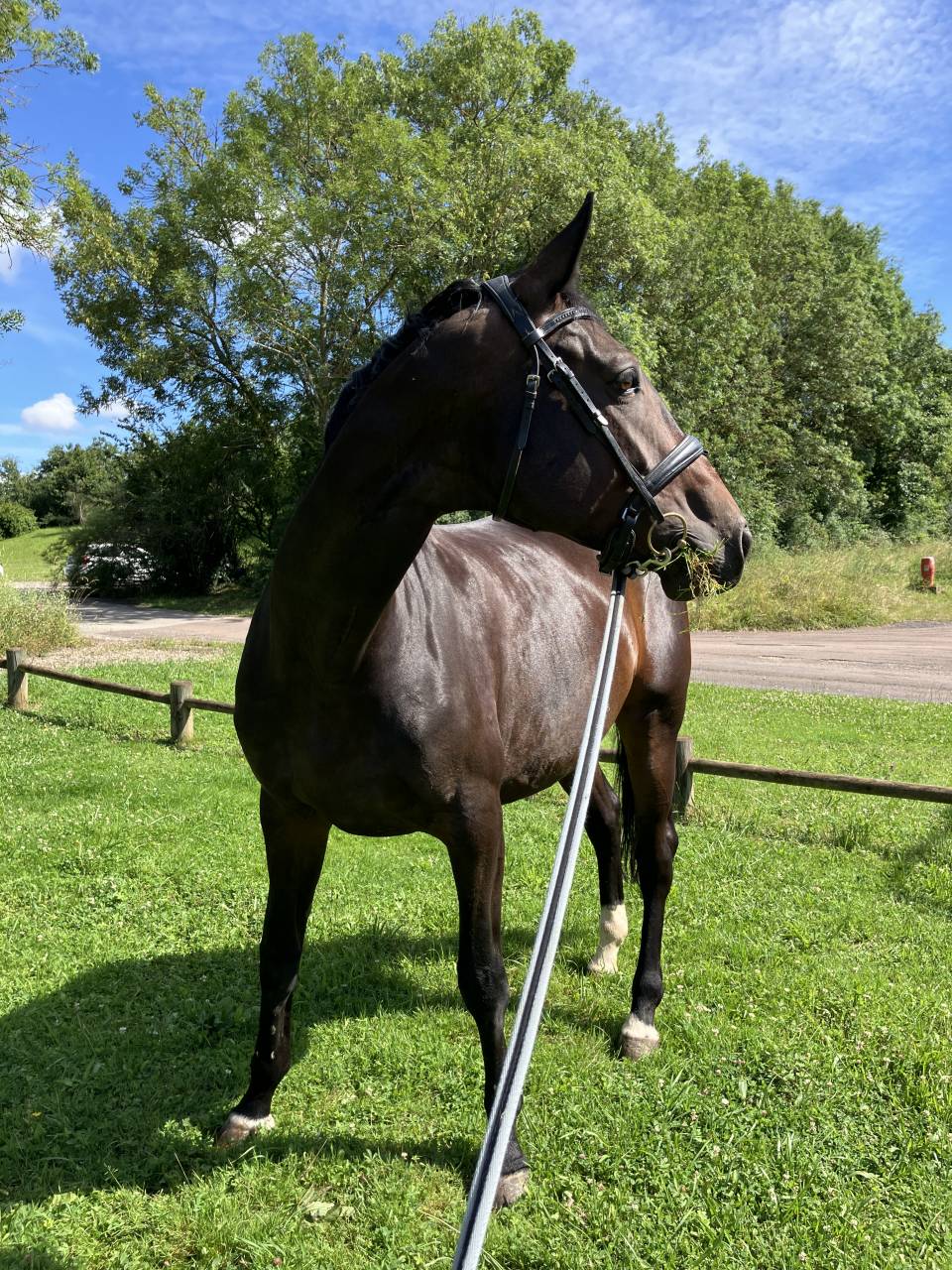 Mare Selle Français For sale 2016 Dark Bay