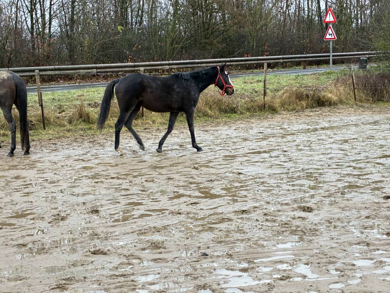 Mare Irish Half Blood For sale 2019 Bay