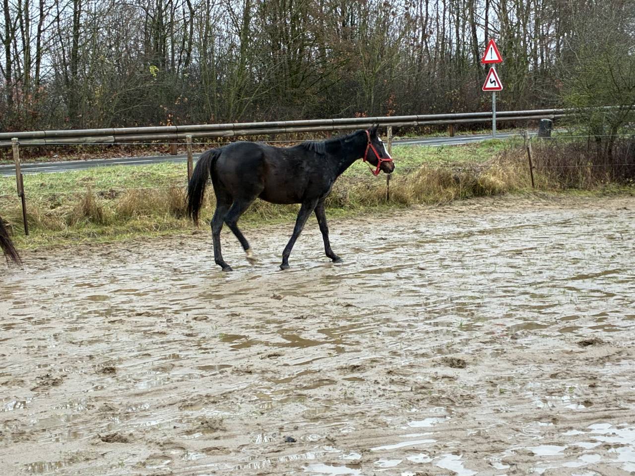 Mare Irish Half Blood For sale 2019 Bay